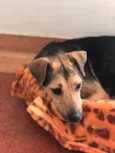 Didi
