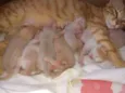 Gatinhos