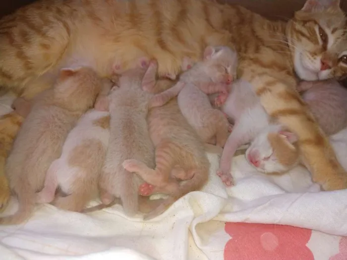 Gato ra a Sem raça idade Abaixo de 2 meses nome Gatinhos