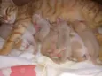 Gatinhos