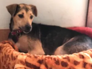 Cachorro raça SRD  idade  nome Didi