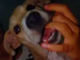 Henk