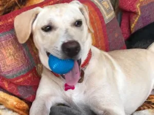 Cachorro raça sRD idade  nome Melody