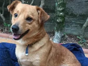 Cachorro raça SRD idade  nome Sebastian