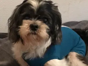 Cachorro raça SRD idade  nome Teddy