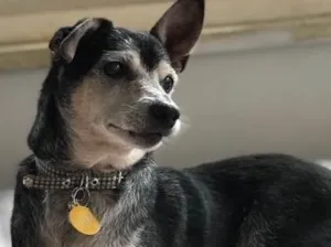 Cachorro raça SRD idade  nome Yuri