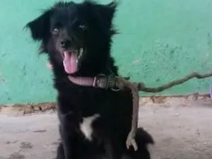 Cachorro raça Misturada idade 1 ano nome Pérola 