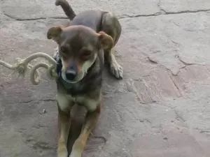 Cachorro raça Misturada idade 2 anos nome Jeredy