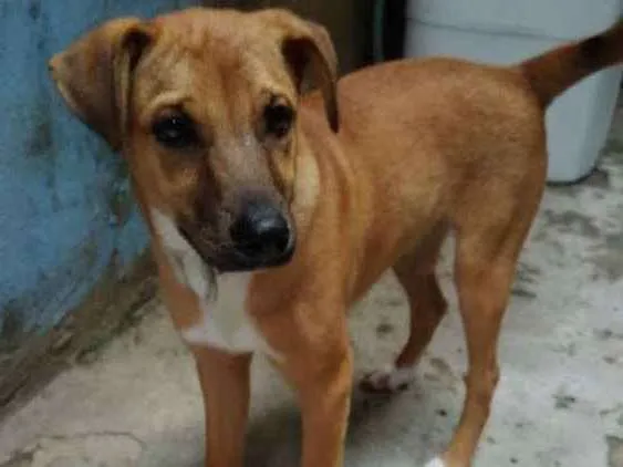 Cachorro raça Vira lata idade 2 a 6 meses nome Marrom