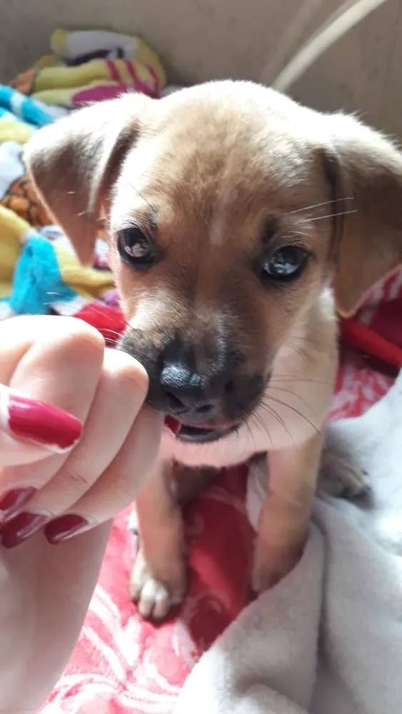 Cachorro ra a  idade  nome Não sei