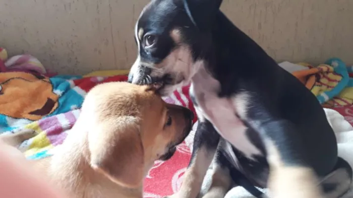 Cachorro ra a  idade  nome Não sei