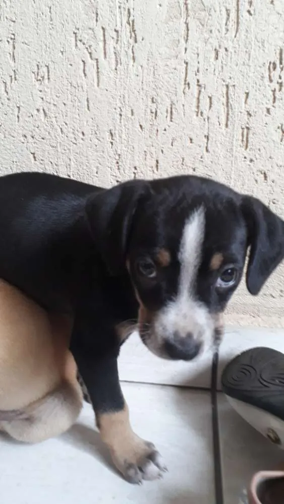 Cachorro ra a  idade  nome Não sei