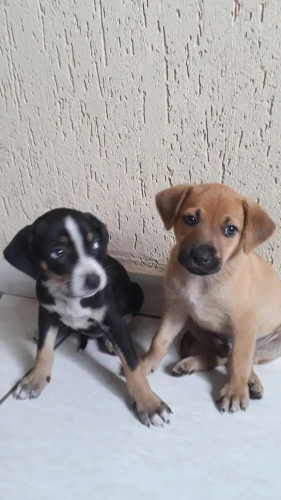 Cachorro ra a  idade  nome Não sei