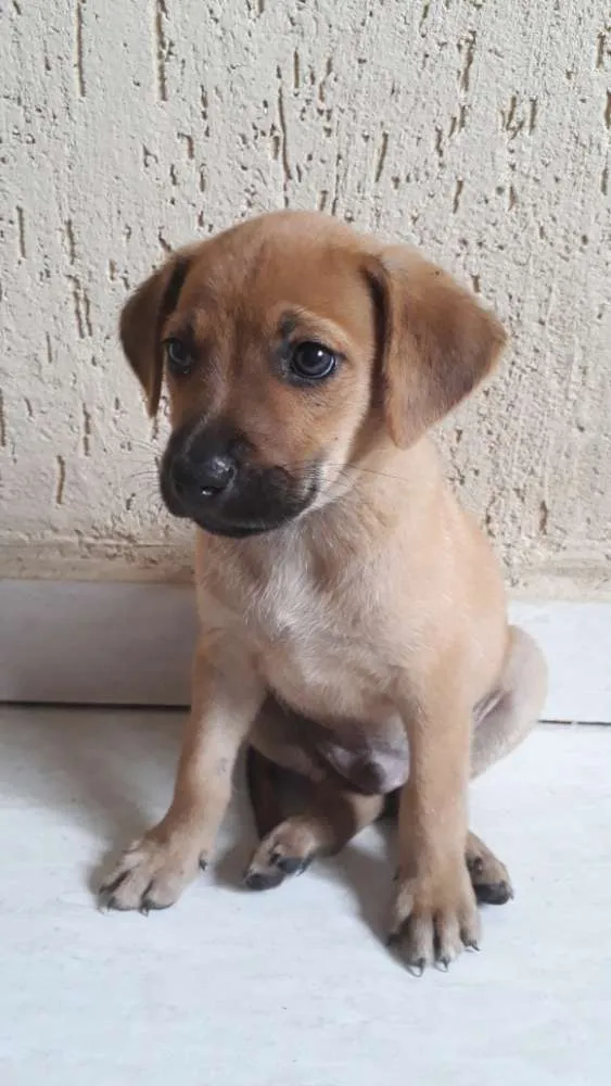 Cachorro ra a  idade  nome Não sei