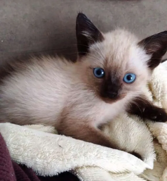 Gato ra a  idade Abaixo de 2 meses nome Bebê siamês
