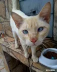 Chorão