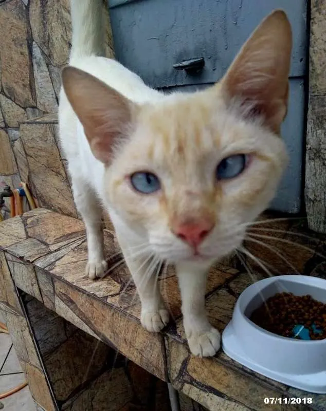 Gato ra a  idade 7 a 11 meses nome Chorão