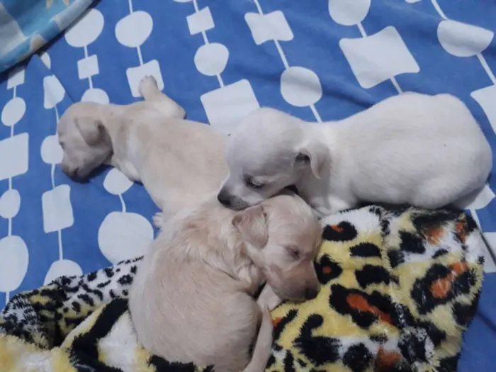 Cachorro raça Não definida idade Abaixo de 2 meses nome //