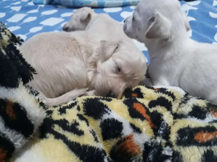 Cachorro raça Não definida idade Abaixo de 2 meses nome //
