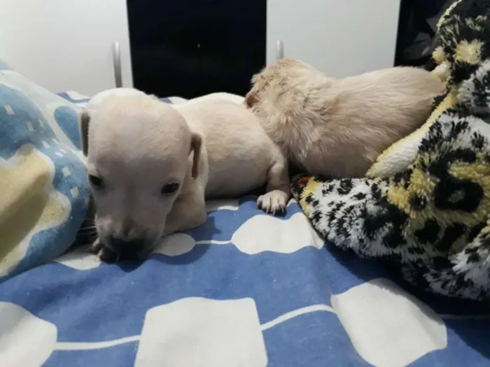 Cachorro raça Não definida idade Abaixo de 2 meses nome //