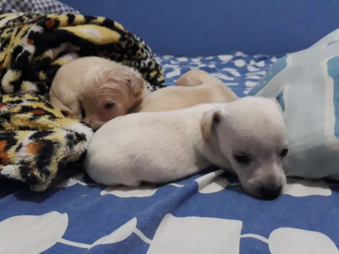 Cachorro raça Não definida idade Abaixo de 2 meses nome //