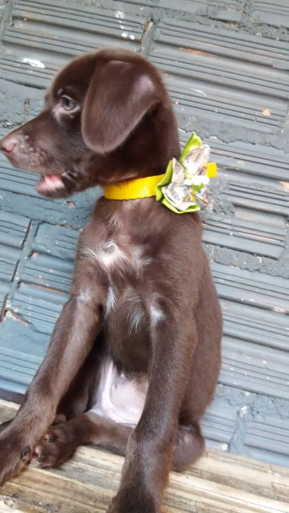 Cachorro raça Vira lata misturado idade 2 a 6 meses nome Mel