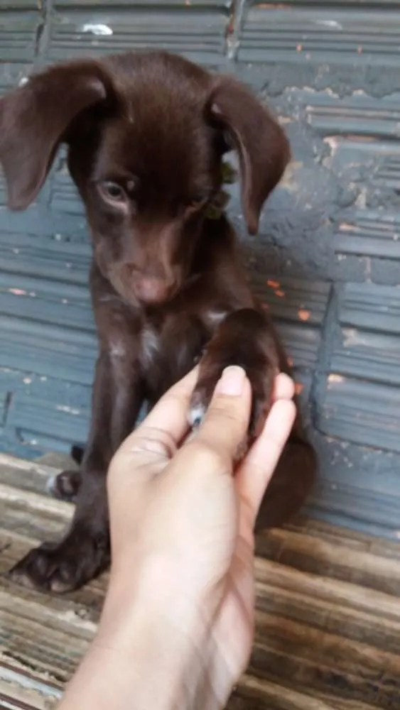 Cachorro raça Vira lata misturado idade 2 a 6 meses nome Mel