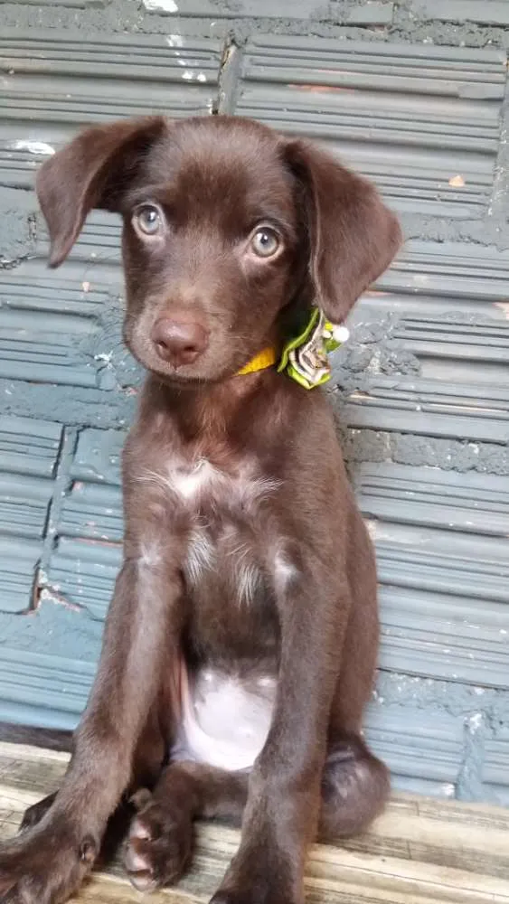 Cachorro raça Vira lata misturado idade 2 a 6 meses nome Mel