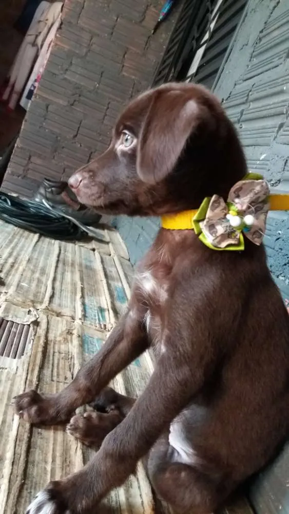 Cachorro raça Vira lata misturado idade 2 a 6 meses nome Mel