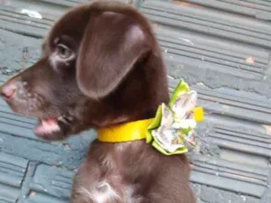 Cachorro raça Vira lata misturado idade 2 a 6 meses nome Mel