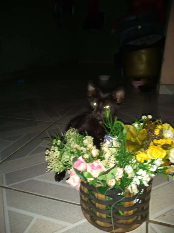 Gato raça  idade 2 a 6 meses nome ?