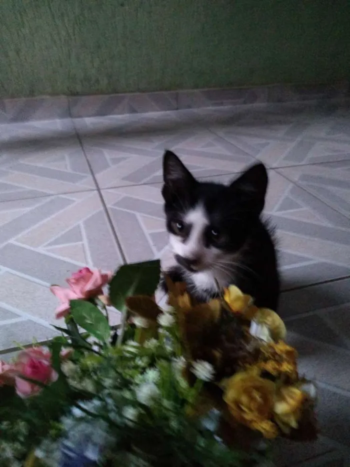 Gato raça  idade 2 a 6 meses nome ?