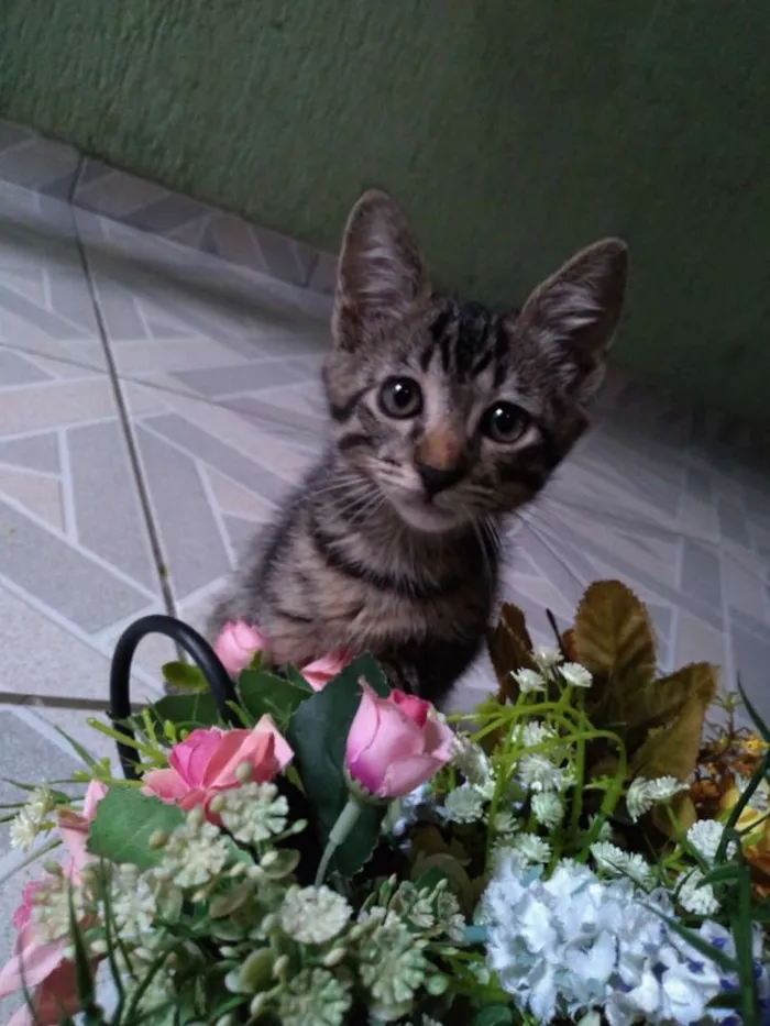 Gato raça  idade 2 a 6 meses nome ?