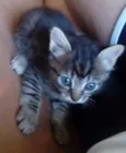 Gatinhos Filhotes