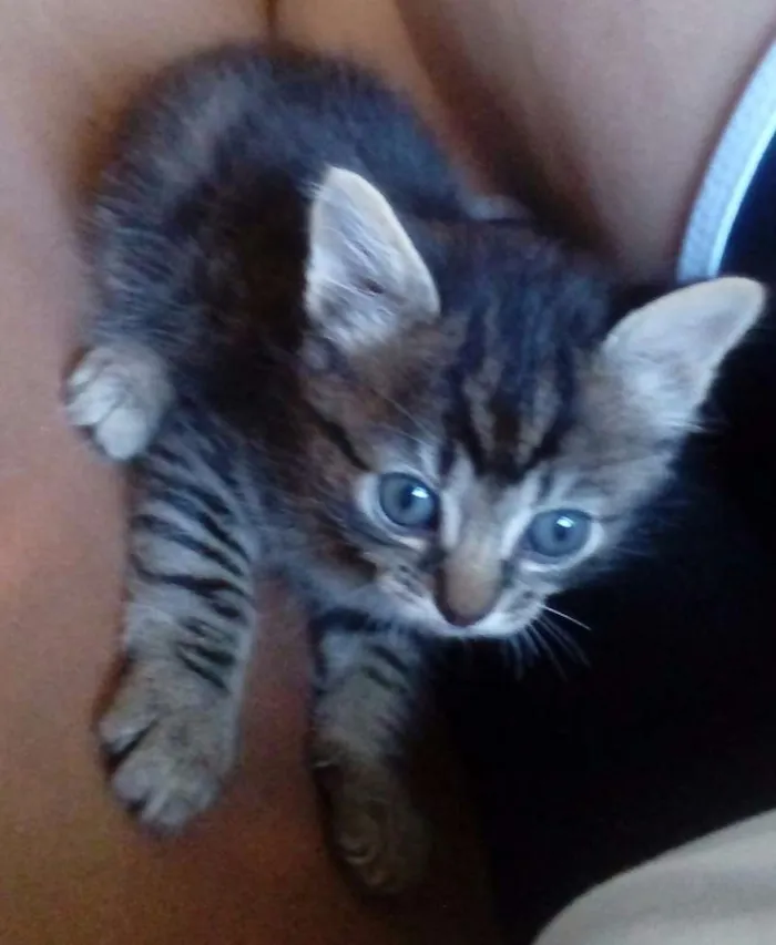 Gato raça Sem Raça idade Abaixo de 2 meses nome Gatinhos Filhotes