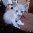 Gatinhos Filhotes
