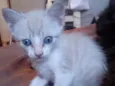 Gatinhos Filhotes