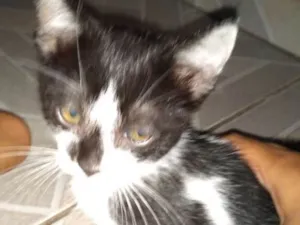 Gato raça  idade 2 a 6 meses nome ?