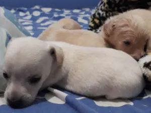 Cachorro raça Não definida idade Abaixo de 2 meses nome //