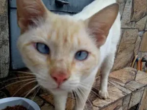 Gato raça  idade 7 a 11 meses nome Chorão