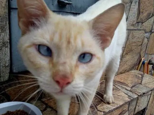 Gato ra a  idade 7 a 11 meses nome Chorão