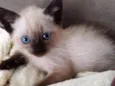 Bebê siamês