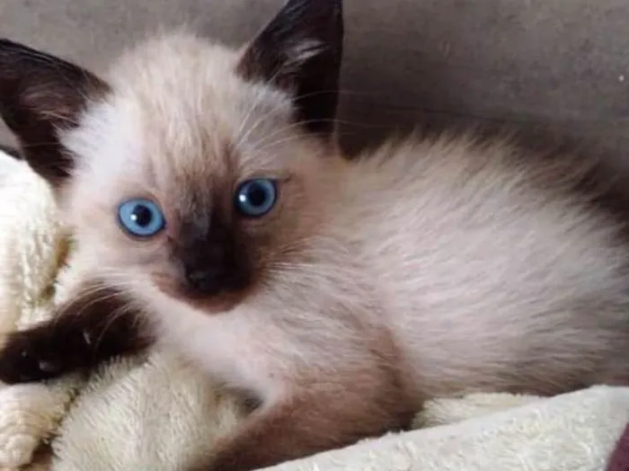Gato ra a  idade Abaixo de 2 meses nome Bebê siamês