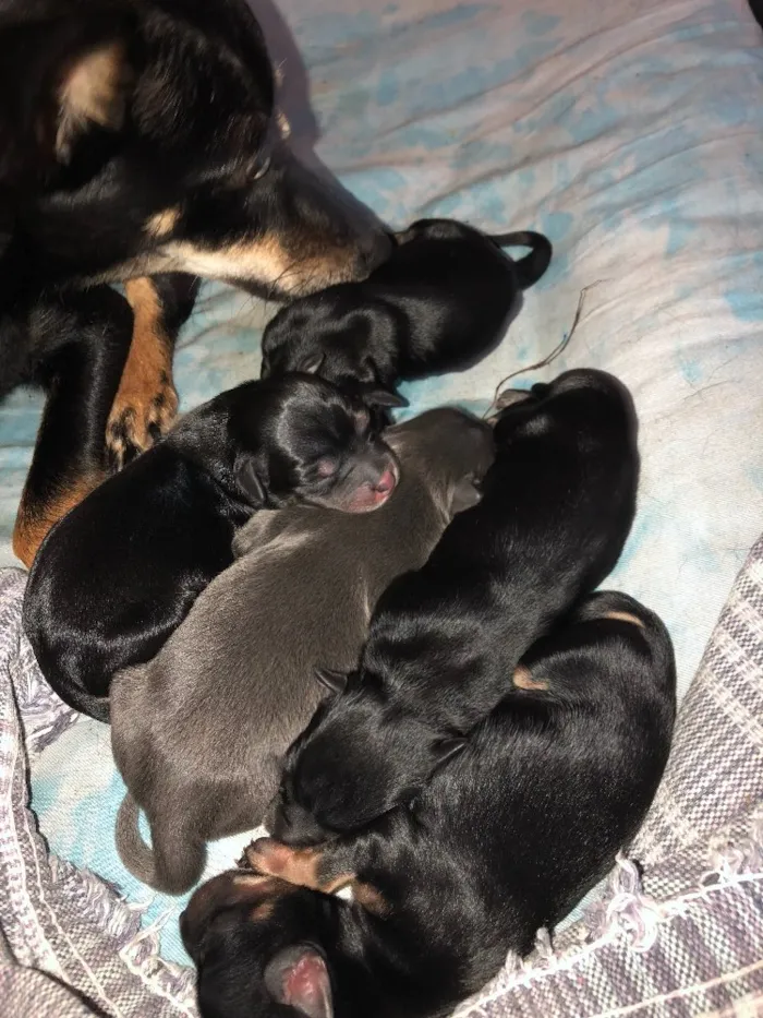 Cachorro raça Indefinida idade Abaixo de 2 meses nome Sem nomes