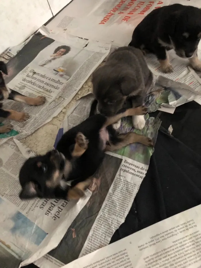 Cachorro raça Indefinida idade Abaixo de 2 meses nome Sem nomes