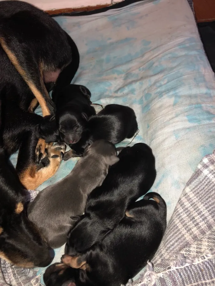 Cachorro raça Indefinida idade Abaixo de 2 meses nome Sem nomes