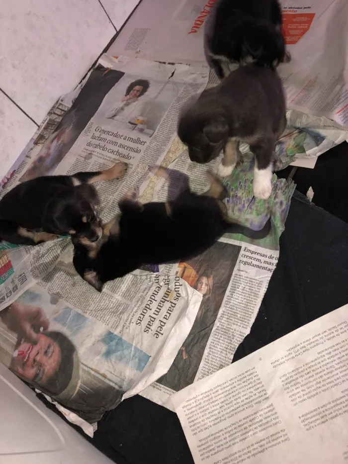 Cachorro raça Indefinida idade Abaixo de 2 meses nome Sem nomes