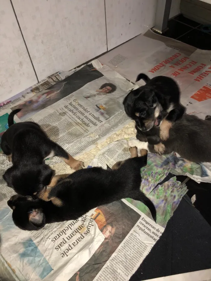 Cachorro raça Indefinida idade Abaixo de 2 meses nome Sem nomes