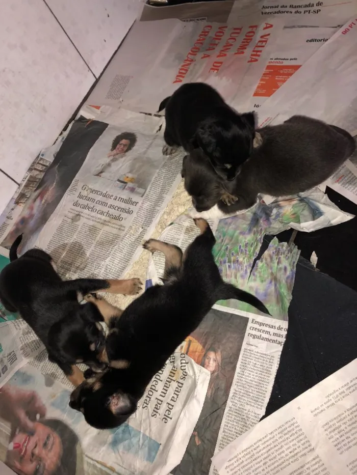 Cachorro raça Indefinida idade Abaixo de 2 meses nome Sem nomes