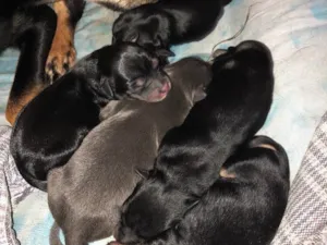 Cachorro raça Indefinida idade Abaixo de 2 meses nome Sem nomes